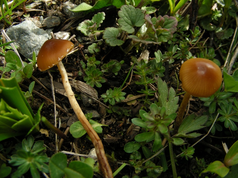 Escursione in bosco umido